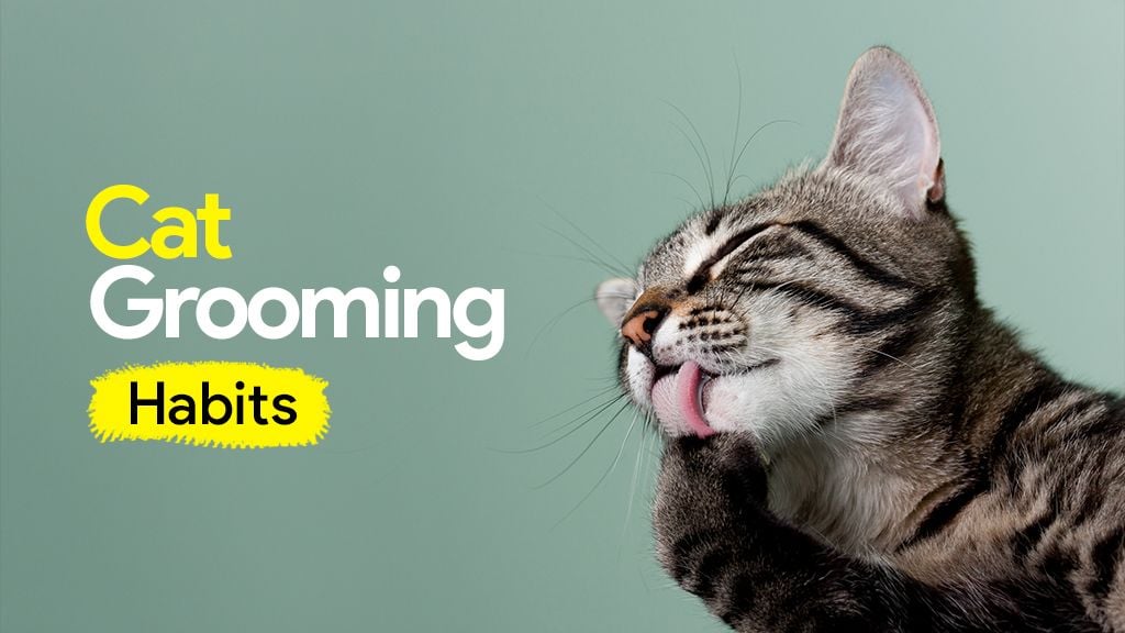 Cat Grooming Habits Cat Grooming Habits